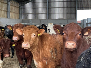 20270309_SV-4 indoor cattle_2000x1500